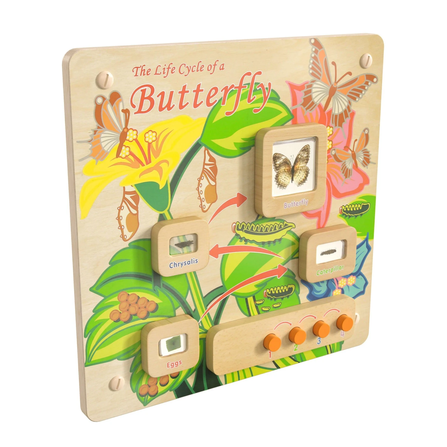 Flash Bright Beginnings Commercial Grade Wooden Butterfly Life Cycle STEAM Wall Accessory Board