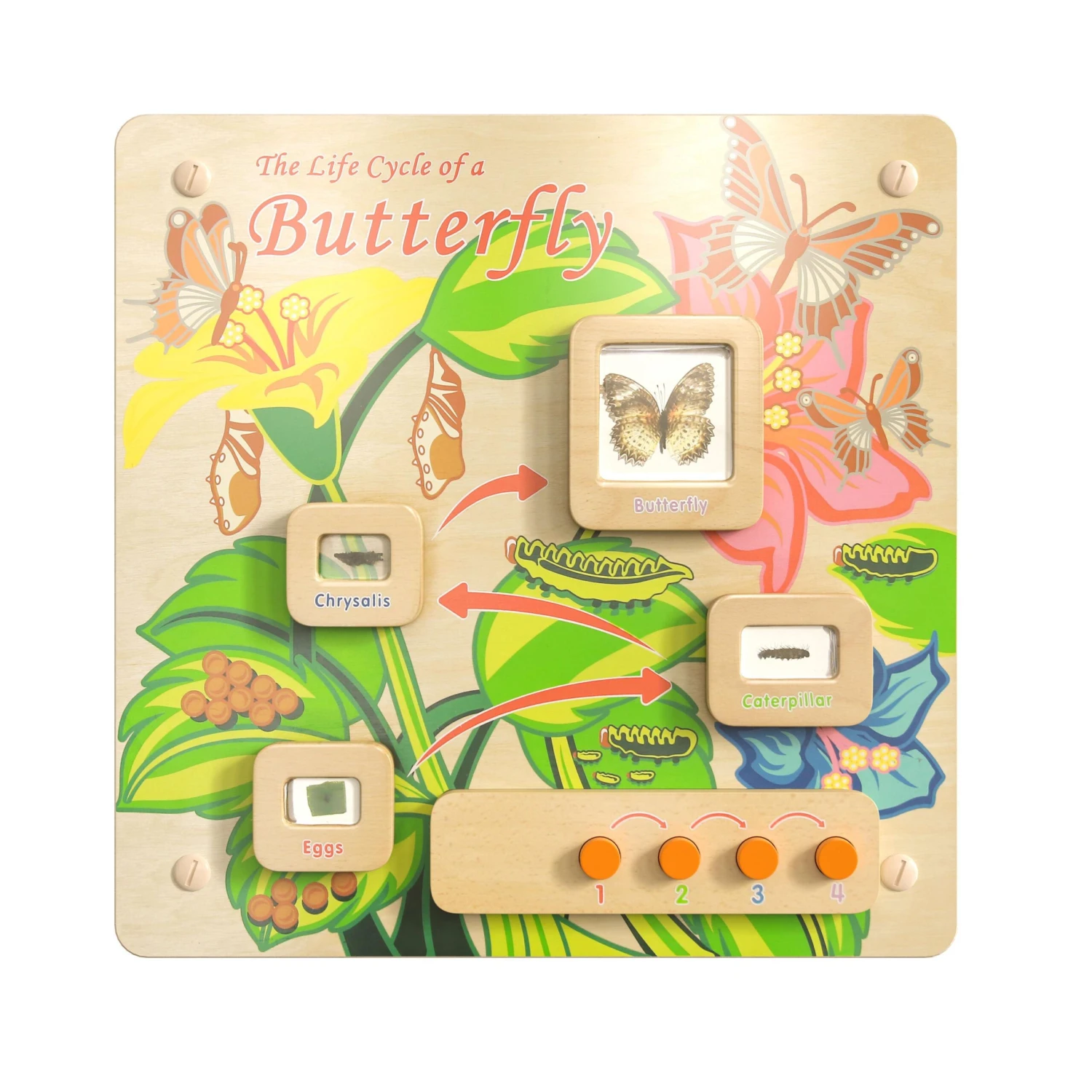 Flash Bright Beginnings Commercial Grade Wooden Butterfly Life Cycle STEAM Wall Accessory Board - Image 11