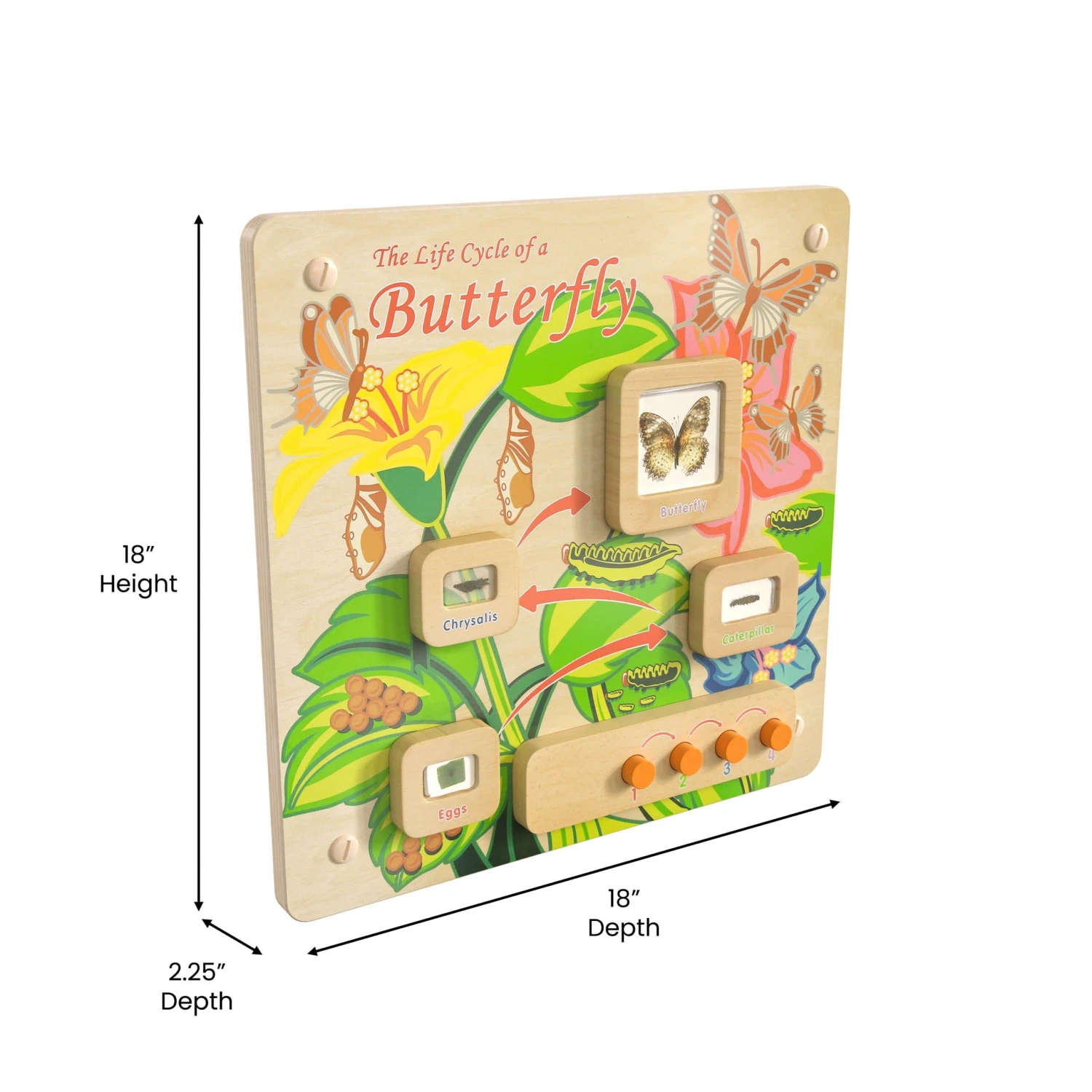 Flash Bright Beginnings Commercial Grade Wooden Butterfly Life Cycle STEAM Wall Accessory Board - Image 5