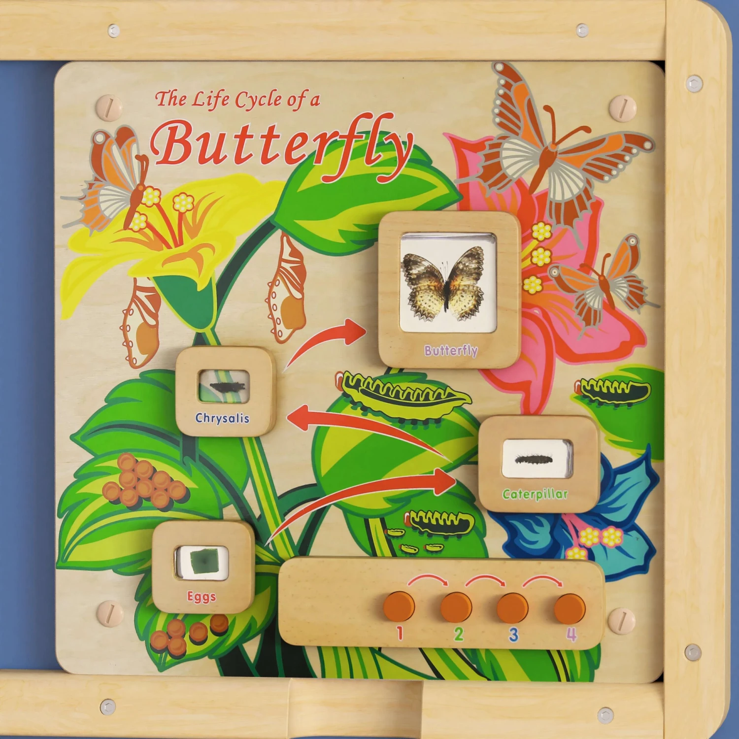 Flash Bright Beginnings Commercial Grade Wooden Butterfly Life Cycle STEAM Wall Accessory Board - Image 7